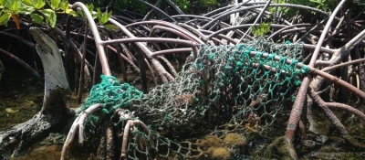 Fishing net tangled in mangrove roots.