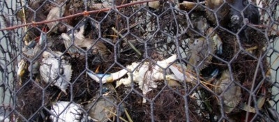 Blue crabs caught in a derelict trap.