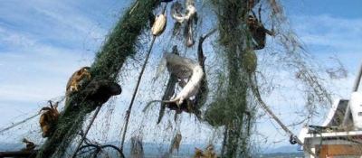 Ghostnet pulled from the Puget Sound. 