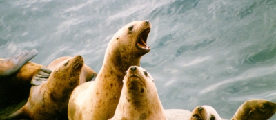 Steller sea lions. 