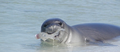 A seal with a plastic bottle in its mouth. (Photo Credit: NOAA)