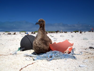 A Laysan Albatross chick rests on a small derelict fishing net.