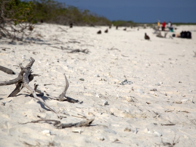 A clean beach remains after a removal team removes debris from the eastern shoreline of Eastern Island. This photo is an after shot from the 2016 marine debris removal mission. (Photo Credit: NOAA PIFSC Coral Reef Ecosystem Program)