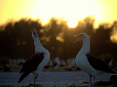 A Laysan Albatross couple practices their mating dance. (Photo Credit: NOAA PIFSC Coral Reef Ecosystem Program)