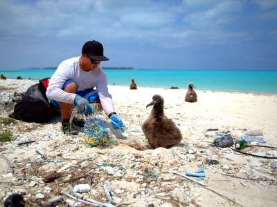 A Marine Debris team member disentangling a Laysan Albatross chick from a small derelict fishing net. (Photo credit: NOAA CREP)