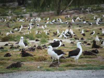 A flock of Laysan Albatrosses.