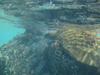 NOAA Divers free turtle