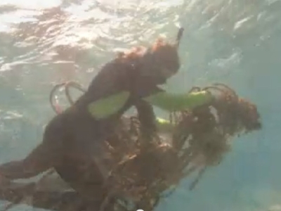 Debris floating in the water.