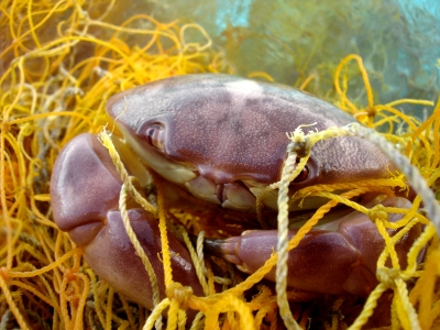 Crab entangled in fishing net.