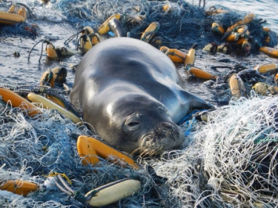 A monk seal sleeping on derelict nets.