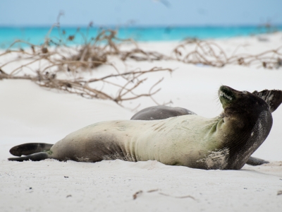 The Marine Debris team is removing marine debris, particularly derelict fishing gear, from the Northwestern Hawaiian Islands to reduce entanglement hazards to the critically endangered Hawaiian monk seal. (NOAA PIFSC Coral Reef Ecosystem Program).