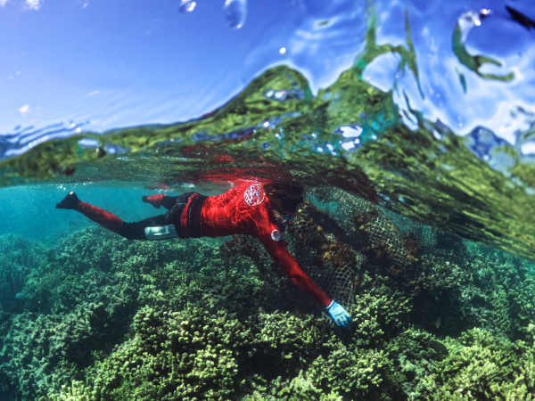 A diver removing marine debris from a coral reef.