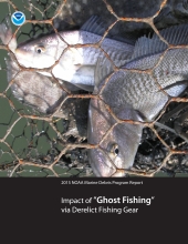 Fish caught in a derelict trap. 