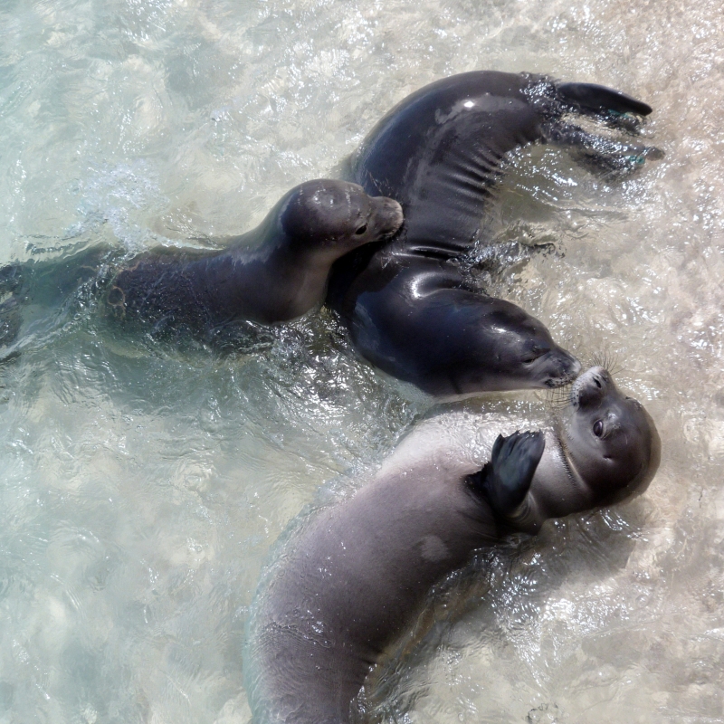 Three Hawaiian monk seals playing in shallow waters.