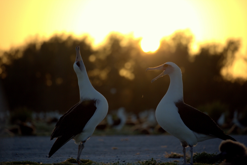 A Laysan Albatross couple practices their mating dance. (Photo Credit: NOAA PIFSC Coral Reef Ecosystem Program)