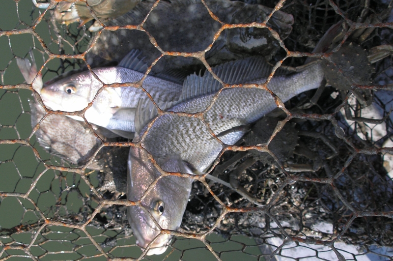 Dead fish trapped in a net that isn't being used by a fisher.