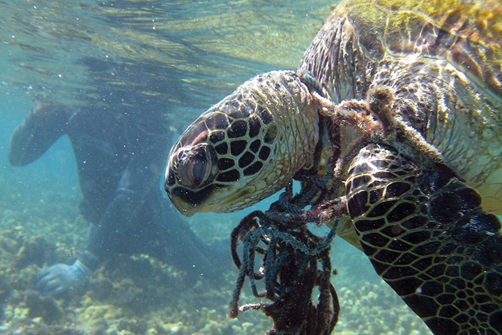 Entangled hawksbill sea turtle in Hawaii. 