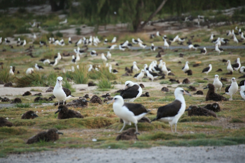 A flock of Laysan Albatrosses.