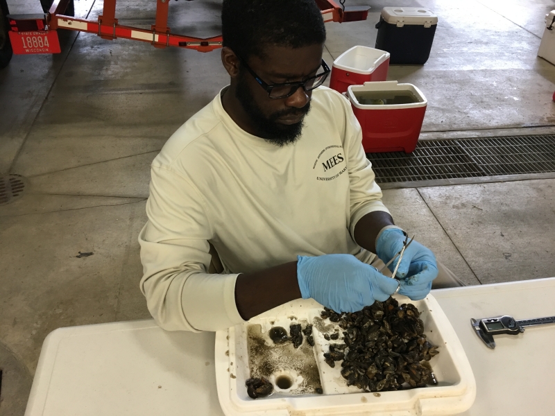 Man separating mussels. 