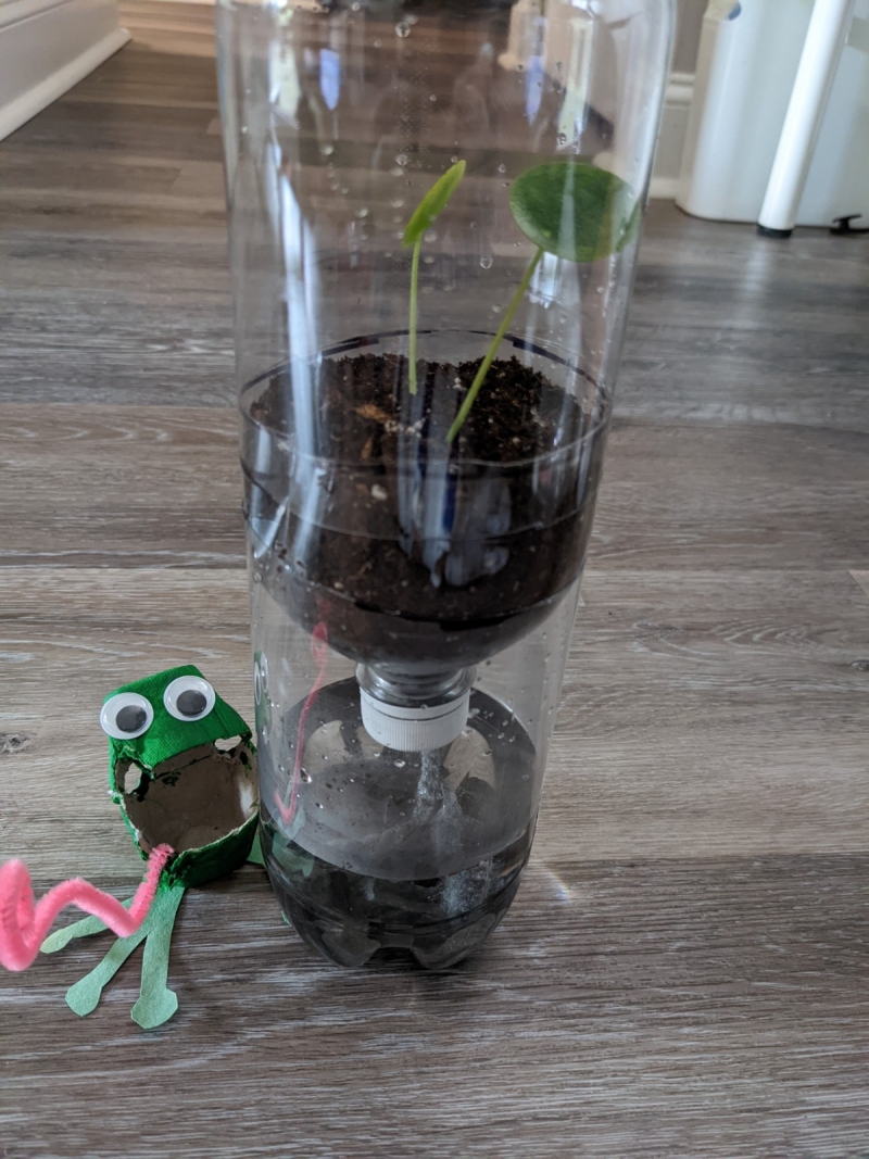 The finished terrarium!