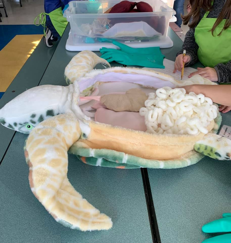 Plush sea turtle with plush intestines exposed. 