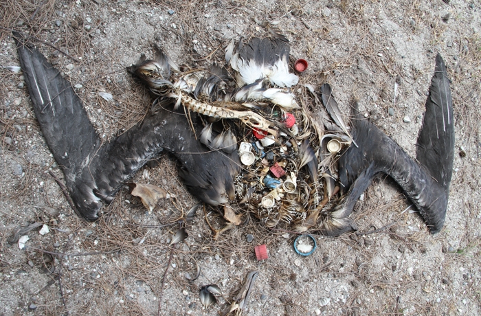 An albatross carcass has plastics in the stomach