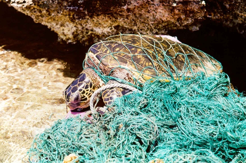 Entangled green sea turtle